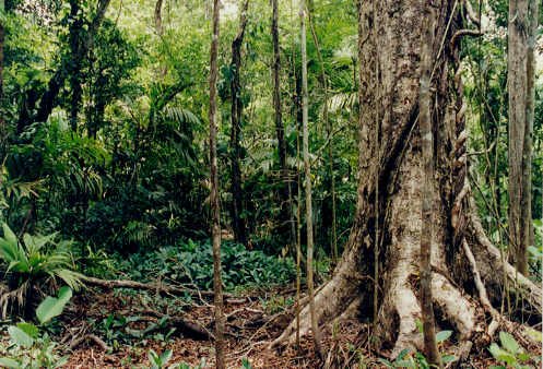 Caoba, Swietenia macrophylla, arbre d'Amazonie